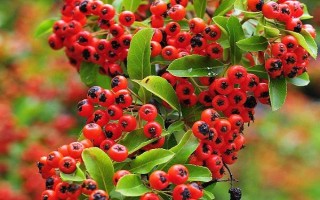 火棘的花語，寓意紅紅火火
