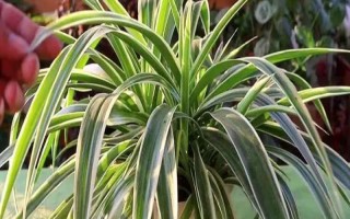 吊蘭的花語，寓意低調(diào)樸素、生機(jī)勃勃等