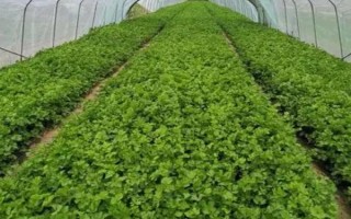 芹菜死苗的原因，原因有腐病、菌核病、黑腐病、猝倒病等