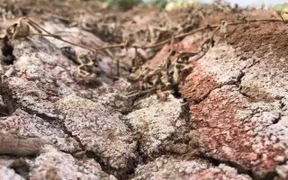 蔬菜連作的危害，可能導(dǎo)致病蟲(chóng)害加重或土壤次生鹽漬化等