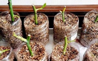 月季花的扦插時(shí)間，嫩枝扦插在每年的4-5月或9-10月