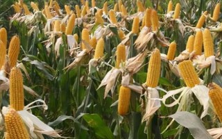 極峰9號玉米種子特點(diǎn)，生育期104天左右