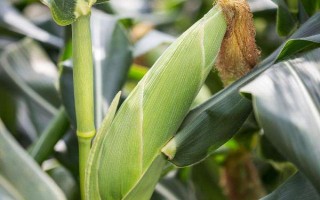 鐵研58玉米品種簡介，中抗彎孢菌葉斑?。?-5級）