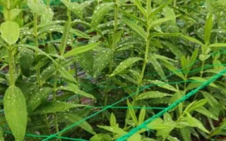 龍膽適合用什么土種植，富含腐殖質(zhì)的壤土或沙壤土種植為佳