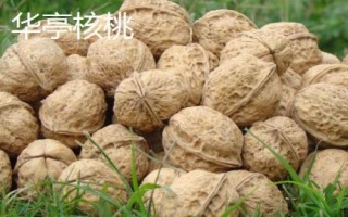 甘肅省酒泉市的特產(chǎn)水果，包括瓜州蜜瓜、瓜州西瓜等種類