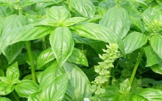 羅勒和荊芥的區(qū)別，葉片、味道和葉柄均不同