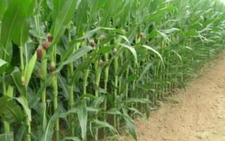 秦糧302玉米種簡介，適宜播種期4月下旬-5月上旬