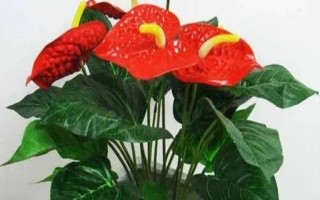 紅掌花有沒有毒，毒性主要存在于汁液中