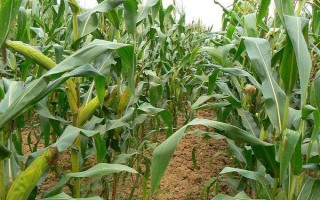 華威甜1號玉米種子介紹，每畝種植3000~3500株