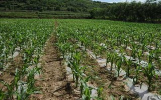 圣甜1號玉米種子特征特性，苗期防治地下害蟲