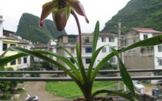帶葉兜蘭的花期，花期在春季4-5月之間