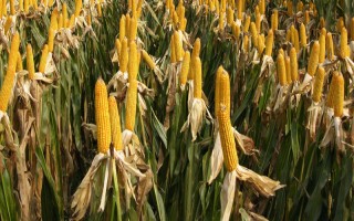 萬白糯66玉米種子特征特性，畝植密度3200株左右
