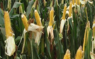 隆平943玉米品種的特性，4月下旬至5月上旬播種