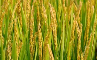 天潤661(3166)水稻種子特點(diǎn)，大田插植密度以每畝1.3萬穴