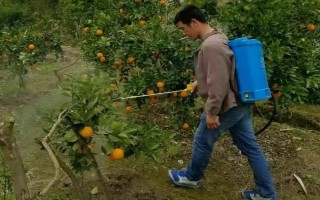 柑橘炭疽病怎么防治，定期噴施苯甲嘧菌酯等藥物