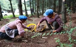 引種天麻要注意什么，當(dāng)?shù)氐臍夂驖M足條件才能種植