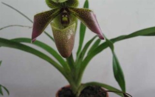 帶葉兜蘭的花期，花期在春季4-5月之間