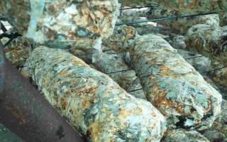 平菇銹斑病怎么防治，需通風降濕、噴施石灰水或漂白粉溶液