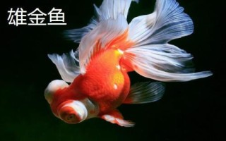 雌雄金魚如何區(qū)分，雄魚瘦長(zhǎng)、雌魚短圓