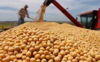 鐵豆120大豆品種的特性，中等以上肥力地塊上種植