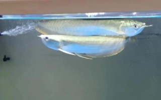銀龍魚不吃東西的原因，可能是不適應(yīng)新環(huán)境或水溫過低等