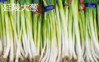 河南省修武縣的特產(chǎn)，海蟾宮松花蛋是傳統(tǒng)特產(chǎn)
