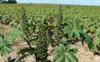 種100畝蓖麻能賺多少，收益為20-50萬不等