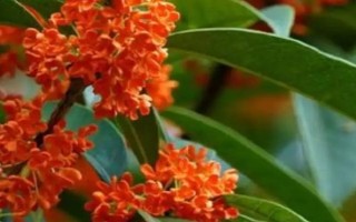 桂花有哪幾種顏色，有金黃色、黃白色、橙紅色和白色