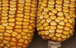 鴻玉888玉米種子特征特性，春播平均生育期114.0天