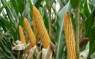 M3509玉米種子特征特性，出苗至成熟116天左右