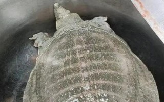 水魚吃什么食物，可喂食蛤蜊、小蝦、蝌蚪等