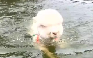 羊會不會游泳，本身帶有浮力會游泳