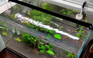 怎么才能讓魚缸里的死水變成活水，最好安裝一個(gè)過(guò)濾器