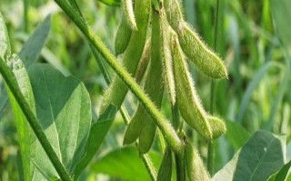 韓豆1號大豆品種簡介，屬中熟品種