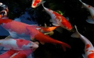 錦鯉不動(dòng)飄在水中的原因，可能已經(jīng)進(jìn)入睡眠狀態(tài)