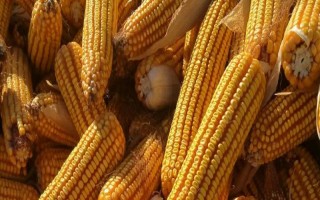 新玉105號玉米品種簡介，畝密度6000株
