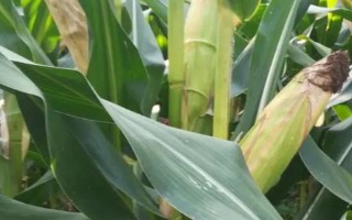 高康6號（試驗(yàn)名稱：高康6號）玉米種子介紹，大喇叭口期防治玉米螟
