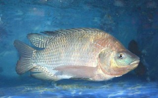 羅非魚的價格，因規(guī)格、地區(qū)等條件而異