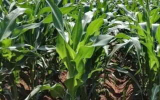 華金甜2號玉米種子介紹，中抗小斑病