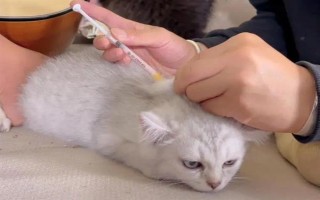 母貓排出紅色尿液的原因，發(fā)情、患有泌尿系統(tǒng)疾病等因素均會造成