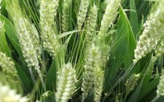 西農(nóng)585小麥種子特征特性