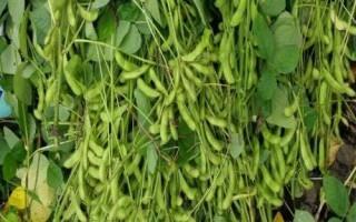 遼豆69大豆種簡(jiǎn)介，防治各種大豆害蟲