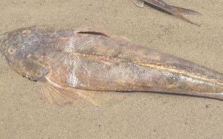 鲬魚(yú)的價(jià)格，一斤需要3-6元左右