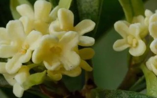 桂花有哪幾種顏色，有金黃色、黃白色、橙紅色和白色