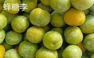 綠色的李子品種，常見的有蜂糖李、脫骨李等