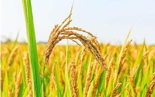 杉谷優(yōu)533水稻品種簡介，每畝秧田播種量10-15千克