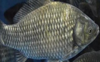 魚有眼皮嗎，沒有眼皮，但具有“淚膜”