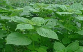蘇子的產(chǎn)地，在我國主產(chǎn)于安徽、湖南、臺灣等省份