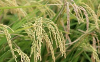 內(nèi)5優(yōu)306水稻種子特點(diǎn)，每畝大田用種量1公斤