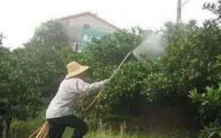 果樹藥害如何救治，可及時灌水噴水或噴藥中和等
